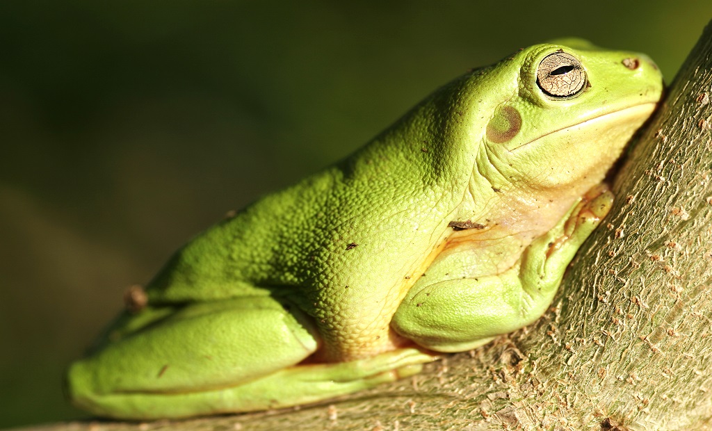 shutterstock_161203142.jpg