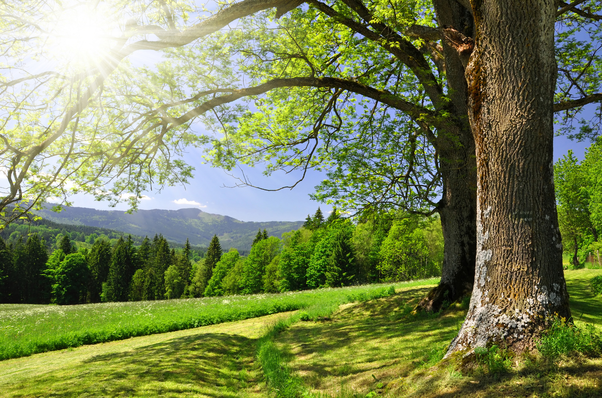 shutterstock_66973495.jpg