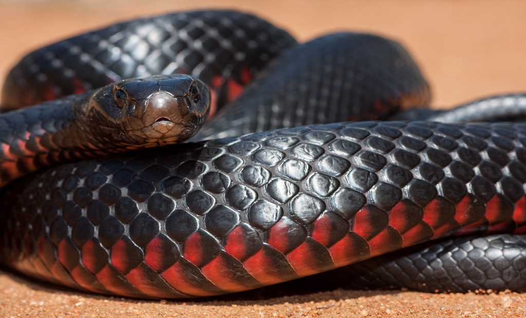 shutterstock_1476616733.jpg
