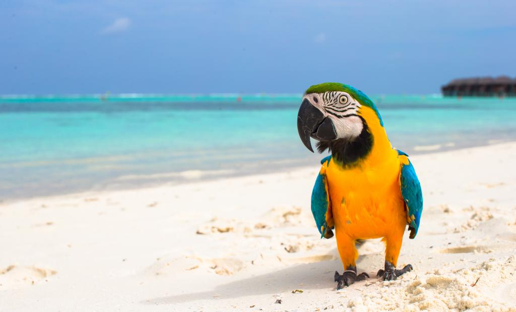 shutterstock_271667480.jpg