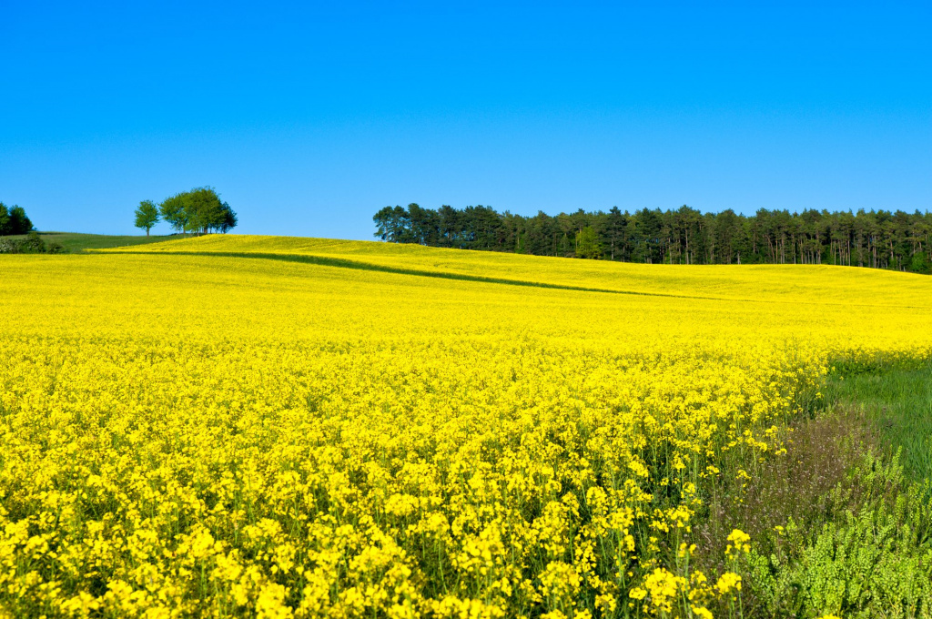 shutterstock_106406717.jpg