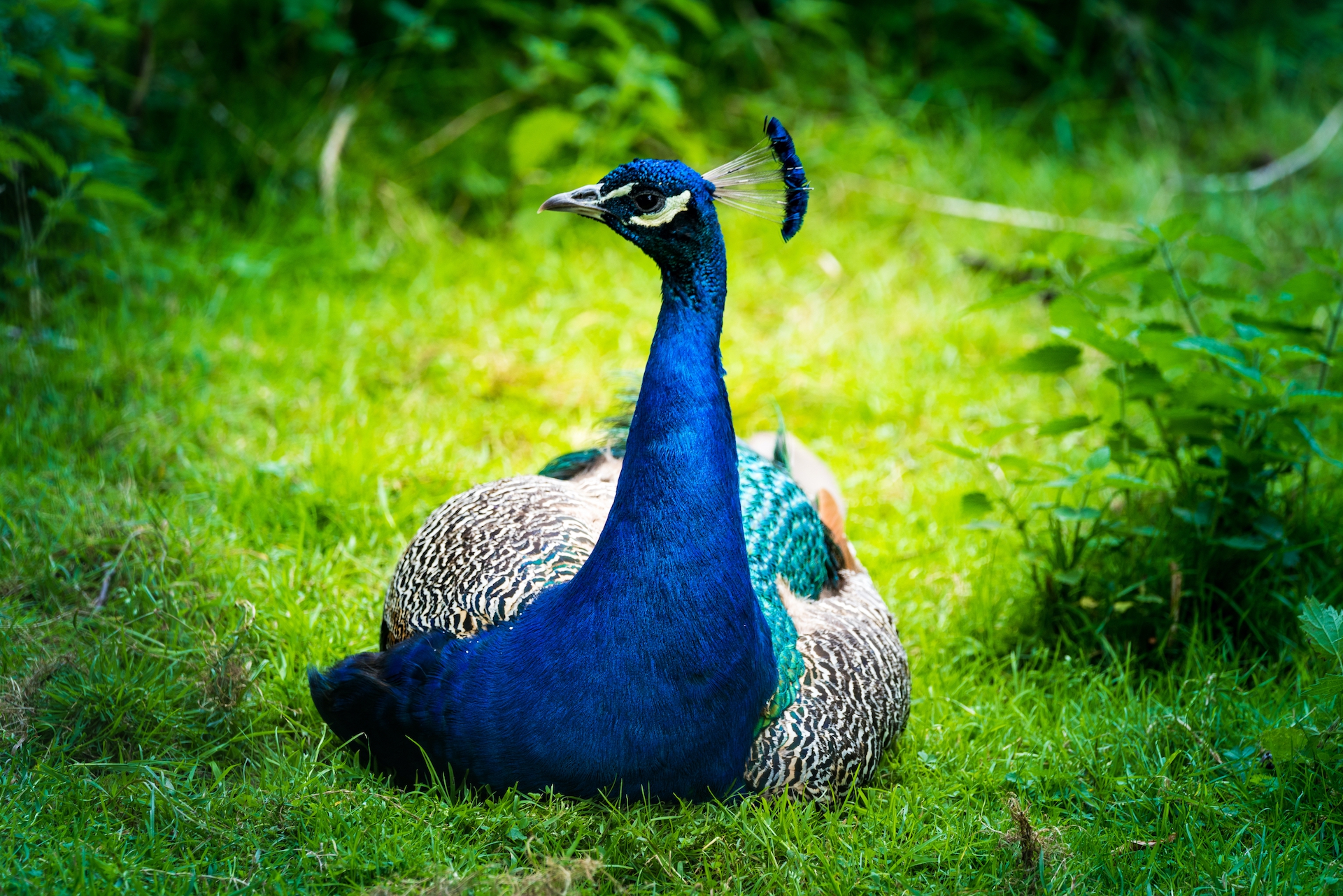 shutterstock_1141847372.jpg