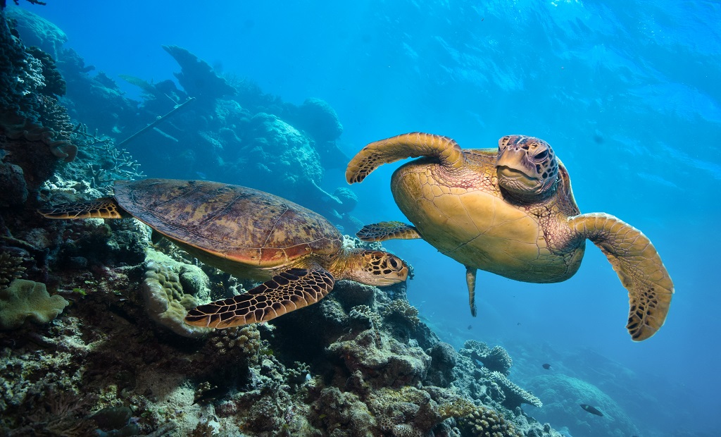 shutterstock_1236063805.jpg