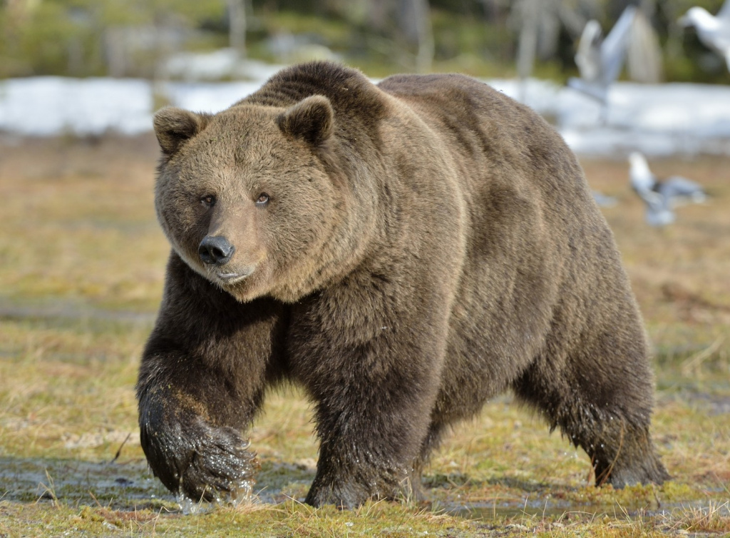 национальный парк Аляски