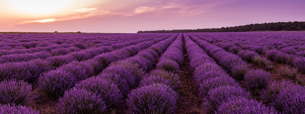 shutterstock_445358473.jpg