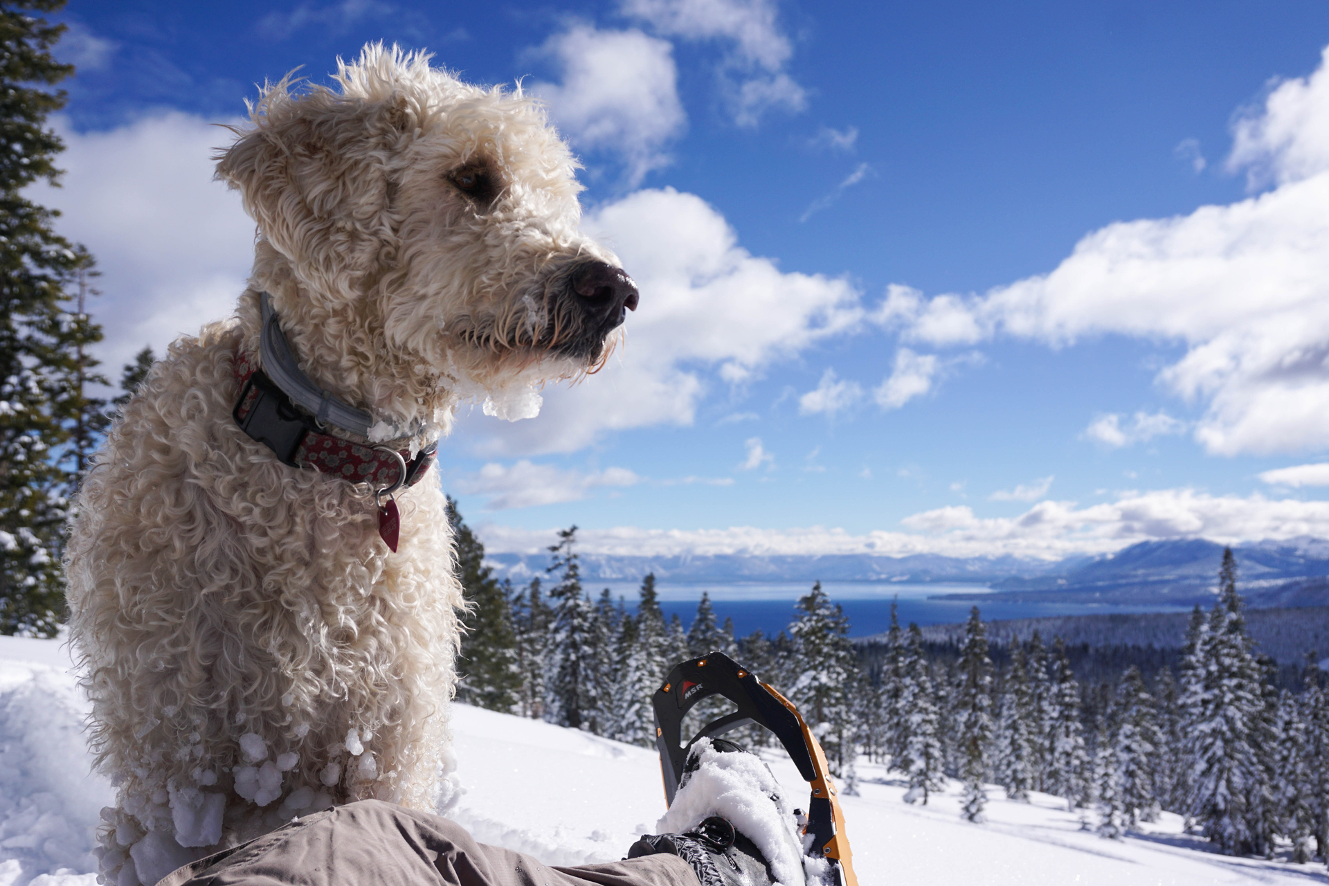 shutterstock_1511129411.jpg
