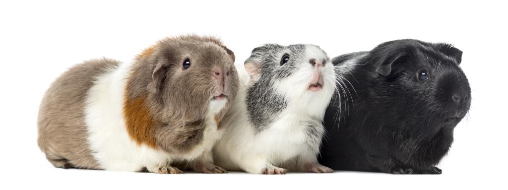 shutterstock_609378470.jpg