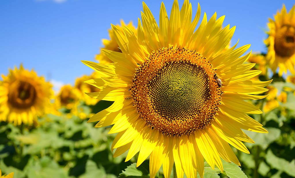 shutterstock_609475706.jpg
