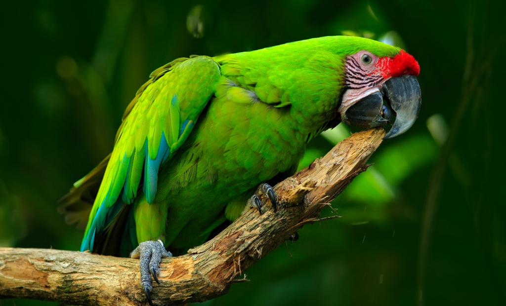 shutterstock_516954958.jpg