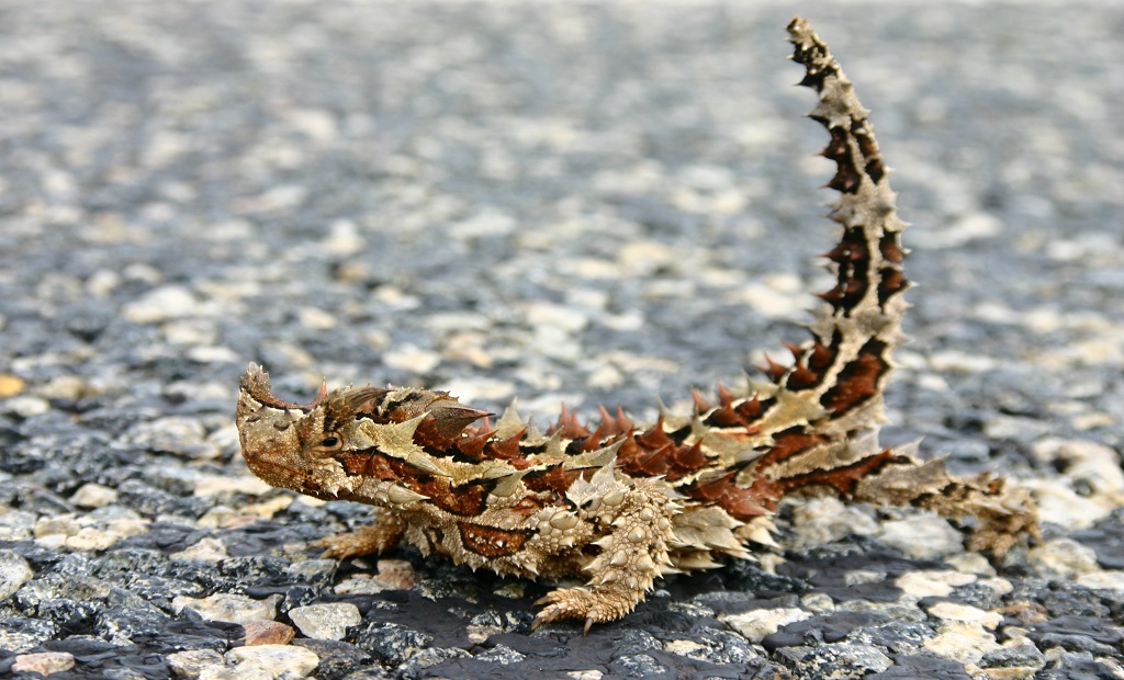 shutterstock_10519084.jpg